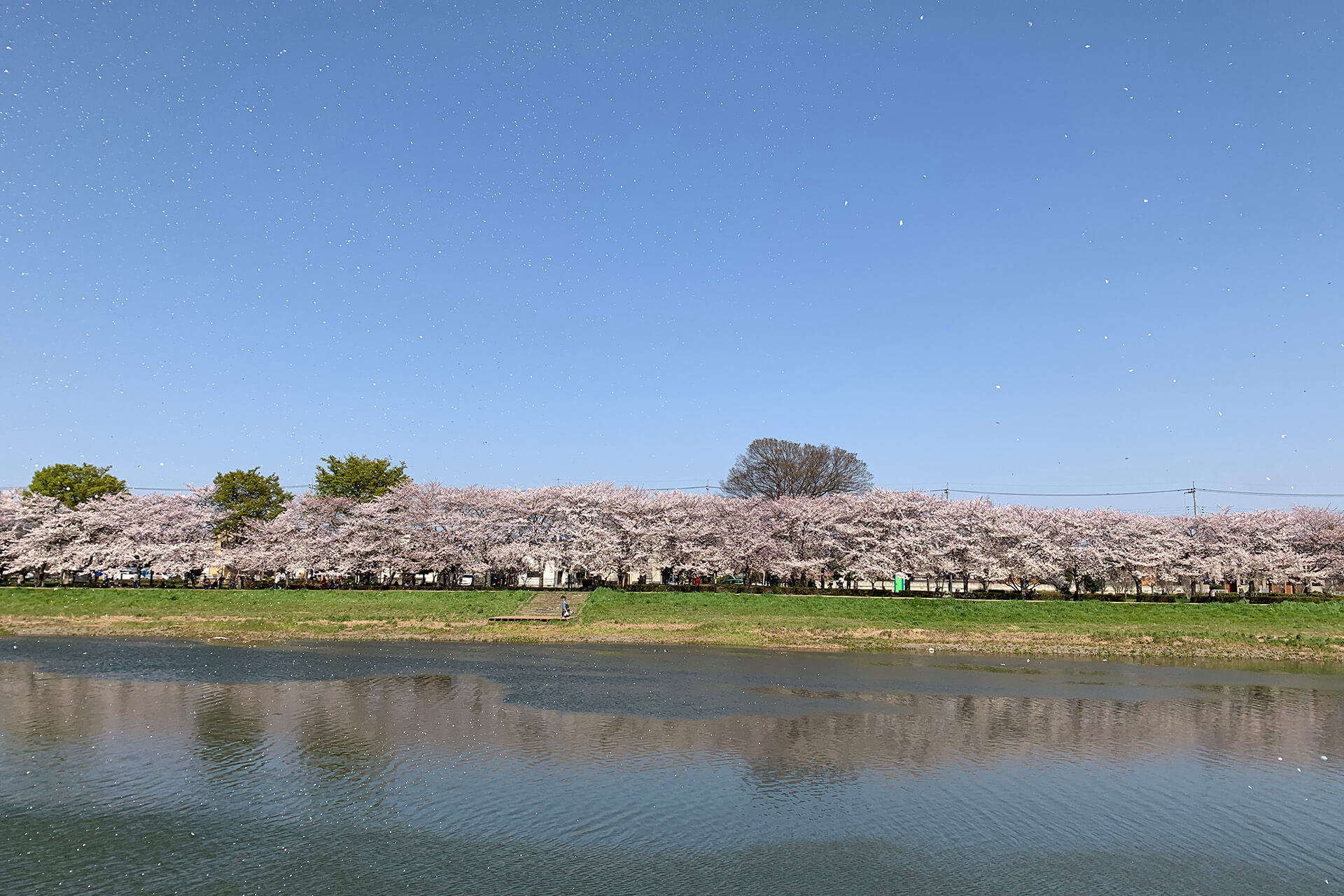 古利根川沿いの桜