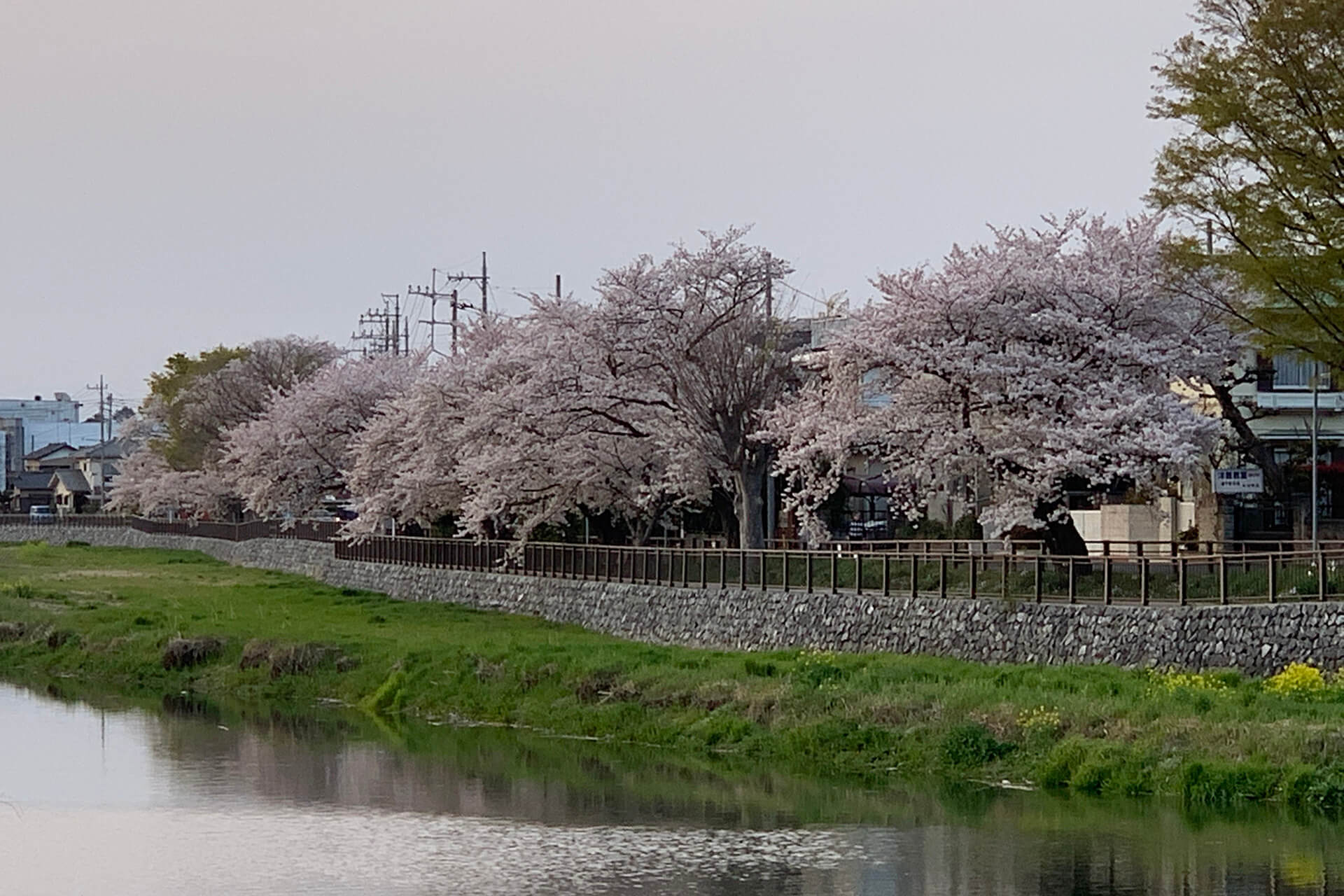 新町橋からの桜