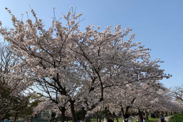 川久保公園の桜