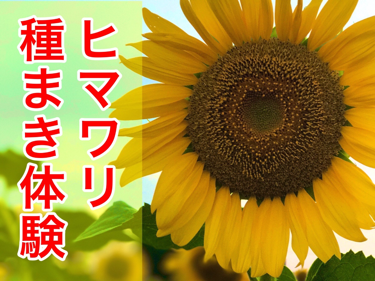 春日部市 6月14日 金 11時から エンゼル ドームの前で ヒマワリの種まき体験 号外net 春日部市