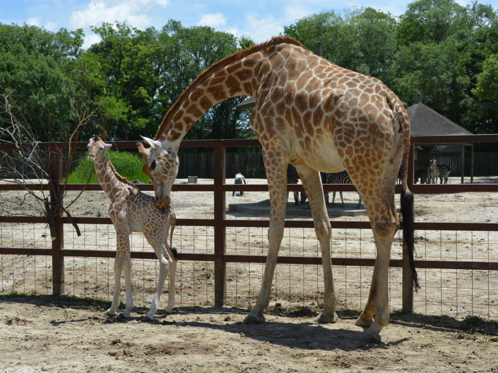 東武動物公園 キリンの赤ちゃん