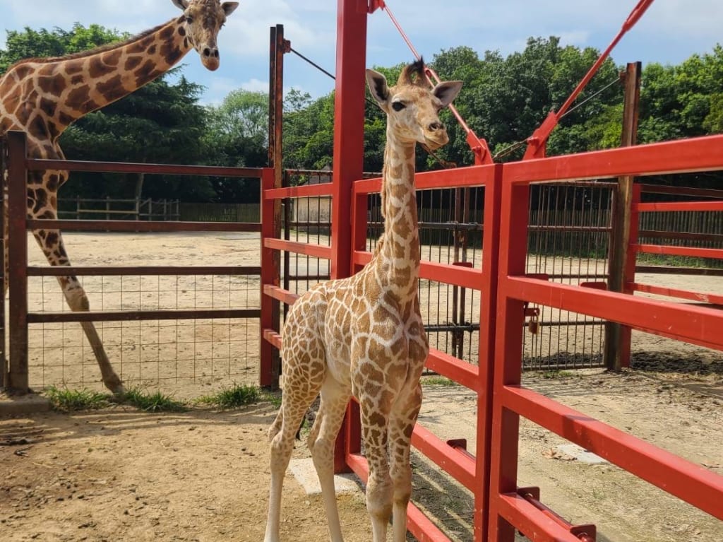 キリンの赤ちゃん（7.3撮影）