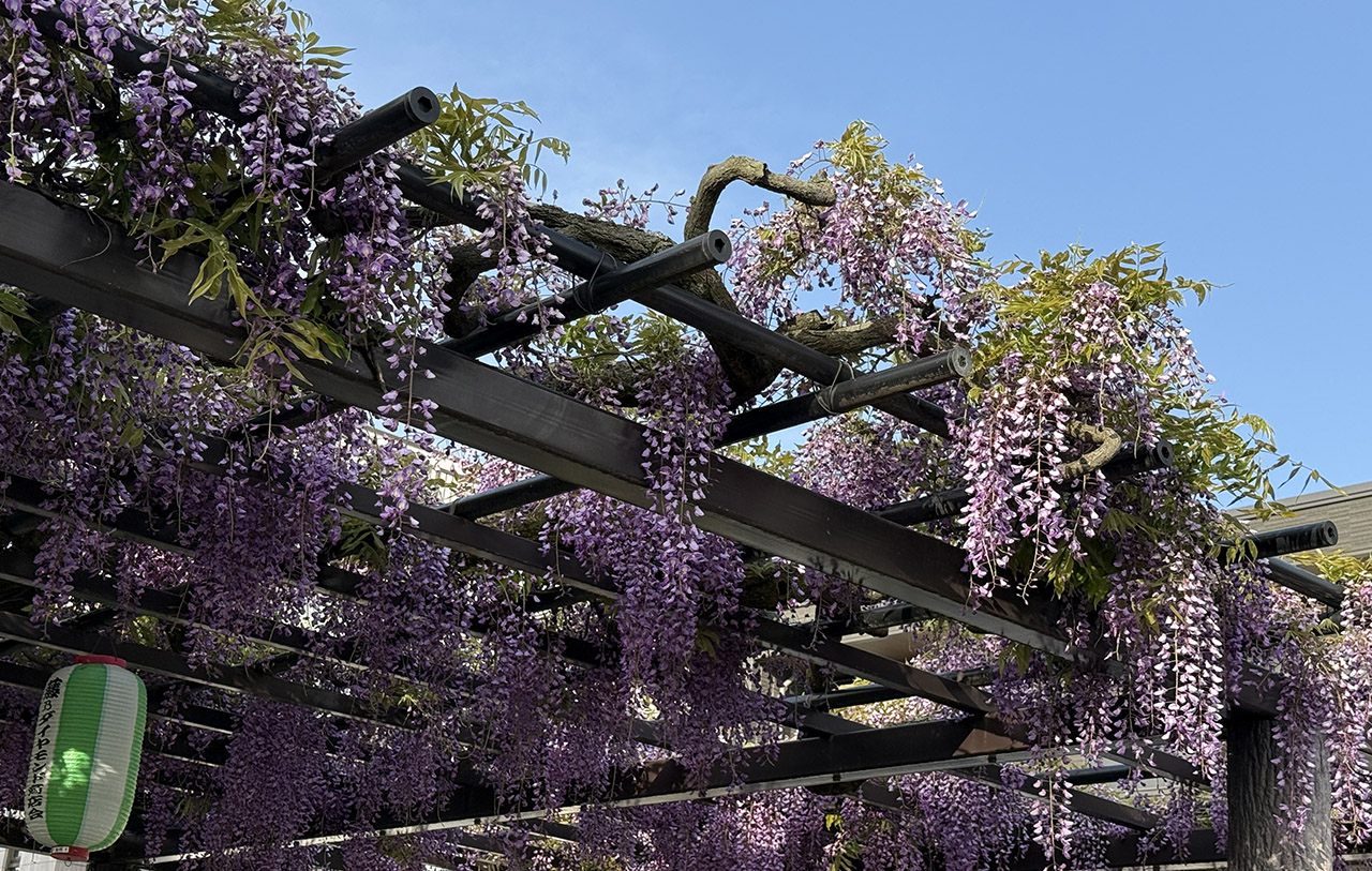 ふじ通りの藤棚