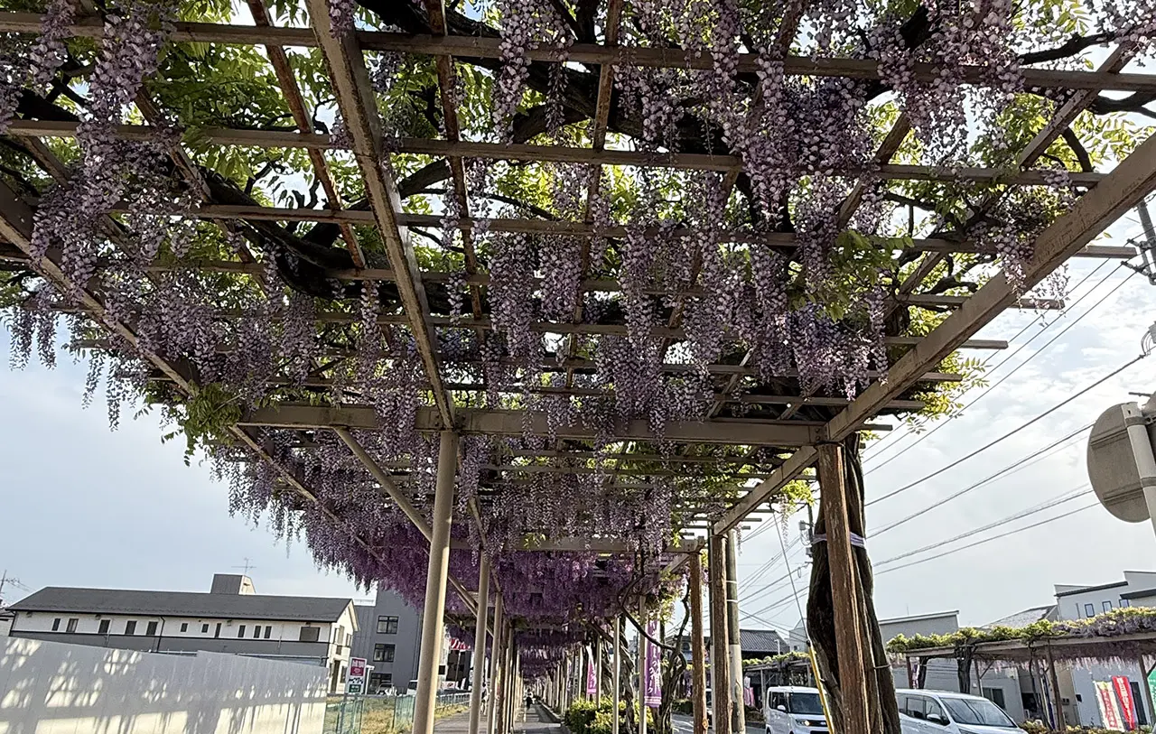 ふじ通りの藤棚